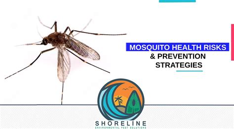 mosquito control thunderbolt|Local Mosquito Species and Risks .